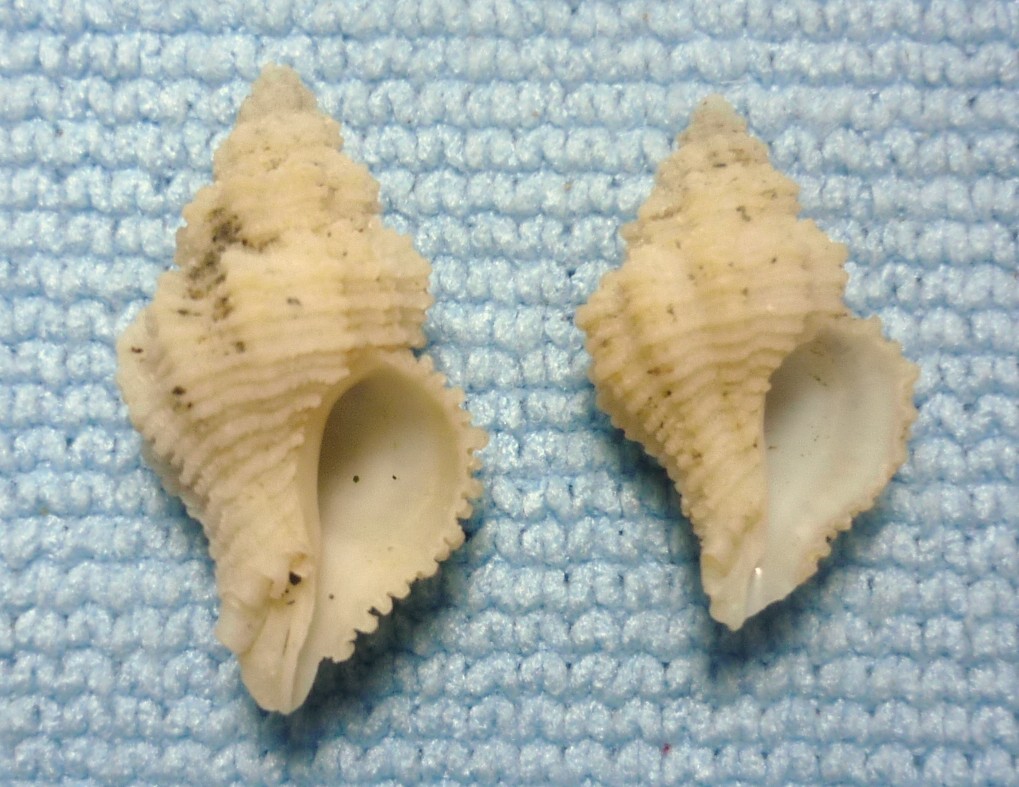 Coralliophila sofiae o squamosa?